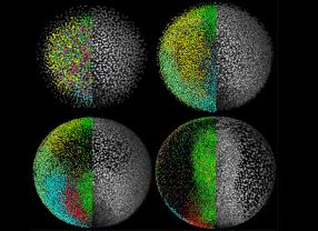 Aus der befruchteten Eizelle eines Zebrafischs entstehen innerhalb des ersten Tages Tausende von weiteren Zellen, die sich schließlich zum schattenhaften Umriss des Embryokörpers formen.