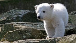 Während in Deutschland schon über 70 Eisbären geboren und großgezogen wurden, gelangte nur Eisbär Knut zu unvergleichlichem Medienruhm. Durch eine Virus-Infektion bekam er eine Hirnhautentzündung, die dazu führte, dass der geschwächte Bär ertrank.