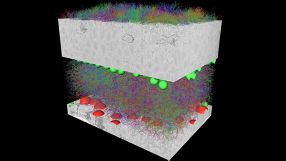 3D-Rekonstruktion von etwa 1000 Nervenzellen und ihren Verschaltungen in einem Netzhaut-Stück einer Maus.