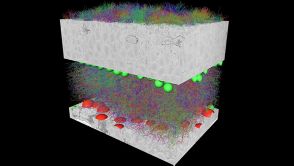 3D-Rekonstruktion von etwa 1000 Nervenzellen und ihren Verschaltungen in einem Netzhaut-Stück einer Maus.