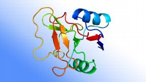 L-Selektin ist ein Zelladhäsionsmolekül, das in den Zellmembranen von Lymphozyten sitzt. Es ist an der Abwehr von Krankheitserregern beteiligt.