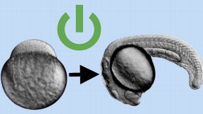 Das Protein Pou5f1 wirkt als Startknopf für die Entwicklung des Embryos. Das zeigten die Freiburger Forscher an Zebrafisch-Embryonen.