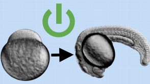 Das Protein Pou5f1 wirkt als Startknopf für die Entwicklung des Embryos. Das zeigten die Freiburger Forscher an Zebrafisch-Embryonen.