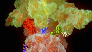 Ein molekulares Modell eines Ribosoms bei der Translation. Mit noch höherer Genauigkeit als hier zu sehen, haben die LMU-Forscher die Polymerase 1 kartiert.