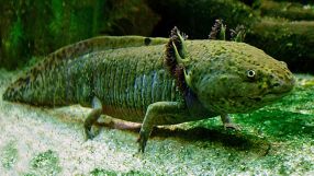 Axolotl werden biologisch gesehen nie richtig erwachsen. In ausgewachsener Form sind sie geschlechtsreife Larvenstadien, die die Fähigkeit besitzen, Körperteile vollständig zu regenerieren.