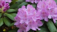 Bremer Forscher fanden in Rhododendren-Blüten Wirkstoffe für neue Antibiotika.