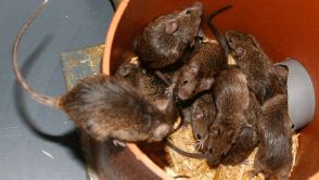 Die ursprünglich wildlebenden Mäuse leben im Experiment in einer der Natur nachempfundenen Umgebung in Versuchsräumen statt in Käfigen.