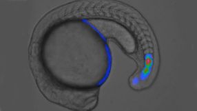 Entstehung der Körpersegmente in einem Zebrafischembryo. Die Aktivität der Gene verläuft in Wellen, die vom hinteren in den vorderen Teil des Tieres wandern. Gleichzeitig bewegt sich das Gewebe auf diese Wellen zu – ein Doppler-Effekt entsteht.