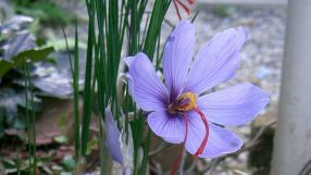 Die roten Fäden, aus denen das Gewürz Safran besteht, stammen von getrockneten Blütenstempeln des Krokus Crocus sativus.