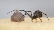 Göttinger Forscher haben alle aktiven Gene der Gewächshausspinne Parasteatoda tepidariorum entschlüsselt.