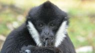 Der Weißwangen-Schopfgibbon ist eine der fünf sequenzierten Arten der Primatenfamilie.  