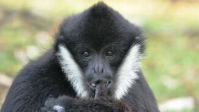 Der Weißwangen-Schopfgibbon ist eine der fünf sequenzierten Arten der Primatenfamilie.  