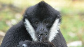 Der Weißwangen-Schopfgibbon ist eine der fünf sequenzierten Arten der Primatenfamilie.  