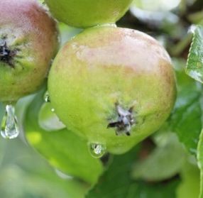 In Dresden haben sich zum ersten Mal internationale Forscher zum Thema Biotechnologie und Obstzüchtung getroffen.