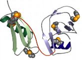 Dieses Computer-Modell zeigt die untersuchte Aminosäurekette des APP-Proteins. Ihre Daten haben die jenaer Forscher mittels Röntgenstrukturanalyse gewonnen.