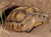 Argentinische Landschildkröte. Äußerlich verschiedene Arten haben dennoch die gleichen Gene.