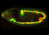 In der Entwicklung eines Fliegen-Embryos werden Gene nach einem präzisen Muster angeschaltet.