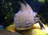 Die Axolotl stammen aus einem See nahe Mexiko-Stadt. Die Tiere werden nie richtig erwachsen, sondern verbringen ihr ganzes Leben in einem kiemenatmenden Larvenstadium unter Wasser.