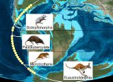 Springende Gene offenbaren, von welchen südamerikanischen Vorfahren die Beuteltiere in Australien abstammen.