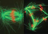 Normalerweise werden die Chromosomen bei der Zellteilung geordnet getrennt (links). Fehlt ein bestimmtes Protein, geht alles drunter und rüber (rechts).