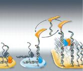 Mit der Spitze eines Rasterkraftmikroskops (AFM) lassen sich einzelne DNA-Moleküle auf Goldelektroden aufbringen.