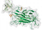 Strukturmodell der A-Domäne des Proteins Flokkulins Flo5. Das Eiweiß sorgt dafür, das Hefen zu Flocken zusammenklumpen.