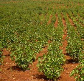 Ein aus der Universität Hohenheim ausgegründetes Unternehmen startet mit der EnBW ein Bioenergie-Projekt zur Ölpflanze Jatropha in Madagaskar.