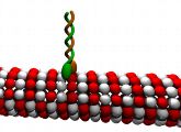 Das Motorprotein Kinesin (hier in grün-braun dargestellt) auf einem Mikrotubulus (Farbe: rot-weiß).