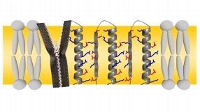 Das Protein Twin-Arginine Translocase (Tat) formt in Membranen Poren, die nach dem Reißverschluss-Prinzip entstehen.  