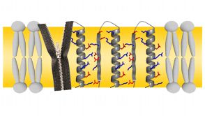 Das Protein Twin-Arginine Translocase (Tat) formt in Membranen Poren, die nach dem Reißverschluss-Prinzip entstehen.  