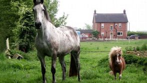 Das Gen LCORL beeinflusst bei Pferden, ob sie zu hohen Rössern heranwachsen oder kleine Ponys bleiben.