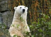 In Wuppertal starb Eisbärin Jerka an einem tödlichen Virus - das sonst nur Zebras befällt.