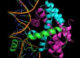 Der Proteinkomplex CBC bindet die DNA-Doppelhelix. Eine Untereinheit lagert sich in die kleine Furche und steuert so die Genaktivität.