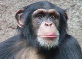 Bonobo-Schimpansen sind ein beliebter Modellorganismus.