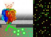 Mit dem neuen Chip lässt sich der Transport potenzieller Wirkstoffe mithilfe von Membranproteinen im Hochdurchsatz testen.