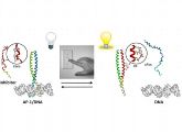 Licht schaltet die Aktivität des AP-1 Transkriptionsfaktors (blau-grün) in lebenden Zellen mit Hilfe des Inhibitors (rot-gelb) aus.