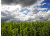 Trübe Aussichten für die Grüne Gentechnik in Deutschland. Der Bundesrat besteht auf der Nulltoleranzgrenze für importiertes Saatgut.