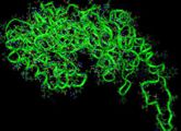 Epigenetische Veränderungen kommen durch das Andocken von bestimmten Molekülen, etwa Methylgruppen, an die Gene zustande. Diese Aufgabe erledigen spezialisierte Enzyme, die Methyltransferasen.