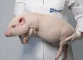 Das Göttinger Minipig ist eine Kreuzung aus dem Minnesota-Minischwein und dem Vietnamesischen Hängebauchschwein.