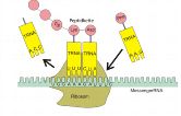 Die tRNA-Moleküle sorgen wie molekulare Ordner dafür, dass bei der Translation die richtige Aminosäure zum passenden mRNA-Codon gefunden wird.