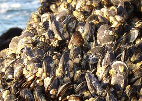 Viele Tiere in der Natur nutzen natürliche Klebstoffe. Nur so gelingt es zum Beispiel den Muscheln, sich zu Zehntausenden in Muschelbänken zusammenzulagern.