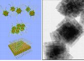 Schema von einzelnen Nanokristallen die durch Selbstorganisation in zweidimensionale Strukturen verschmelzen (links); elektronenmikroskopische Aufnahme von synthetisierten Bleisulfid-Lagen (rechts).