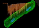 Typisches Signal von Pannexin-1-Kanälen (dunkelorange, im Vordergrund) und eine isolierte Herzmuskelzelle mit grün leuchtenden Pannexin-1-Kanälen und blauem Zellkern.