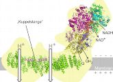 Der mitochondriale Komplex I ist ein riesiger Verbund von 40 Proteinen in der Membran der Zellkraftwerke.