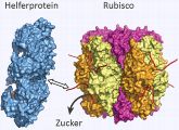 Das Helferprotein (blau) zieht an einem Ende von Rubisco (bunt) und setzt so den Zucker frei. 