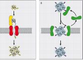 So passieren Proteine Membranen: Entweder werden die Eiweiße entfaltet und schnurartig durch eine Membranöffnung geschleust(links).Oder die Proteine bleiben ein Knäuel, und werden durch Riesenporen in die Peroxisomen transportiert (rechts). 