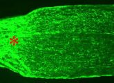 Regenerierende Axone von Retinalen Ganglienzellen (grün), die in den den verletzten Sehnerven einwachsen. Die Verletzungsstelle des Nervs ist mit einem roten Stern gekennzeichnet.