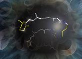 In unglaublich kurzer Zeit leitet das Sehprotein in der Netzhaut durch eine kleine Veränderung in seiner Struktur den Sehvorgang ein.