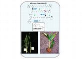 Die Grafik zeigt die drei Schritte der Strigolacton-Biosynthese.