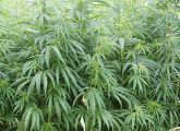 Bislang wird der THC aufwendig aus Cannabis-Pflanzen gewonnen. Künftig könnten Bakterien dies übernehmen.